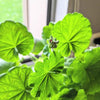 Geranium Seeds – photo 6