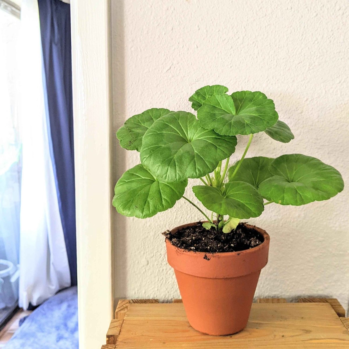 Geranium Seeds – photo 3