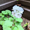 Geranium Seeds – photo 7