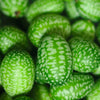 10 CUCAMELON Melothria Scabra Mouse Melon Mexican Gherkin Mini Watermelon Cucumber Fruit Vine Seeds