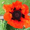 100 RED TURKISH POPPY Heirloom Papaver Somniferum Flower Seeds