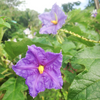 Giant Potato Tree (Solanum macranthum, Solanum wrightii)