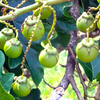 Giant Potato Tree (Solanum macranthum, Solanum wrightii)