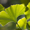 Ginkgo Biloba 'Maidenhair Tree' Seeds