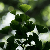Ginkgo Biloba 'Maidenhair Tree' Seeds