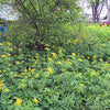 Wild Sunshine™ – Golden Alexander (Zizia aurea) Native Wildflower Seed Pollinator-Friendly, Perennial Ecotype
