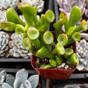 Gollum Jade