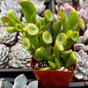 Gollum Jade