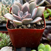 Graptoveria Debbie