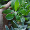Greek Mountain Tea (Sideritis scardica)