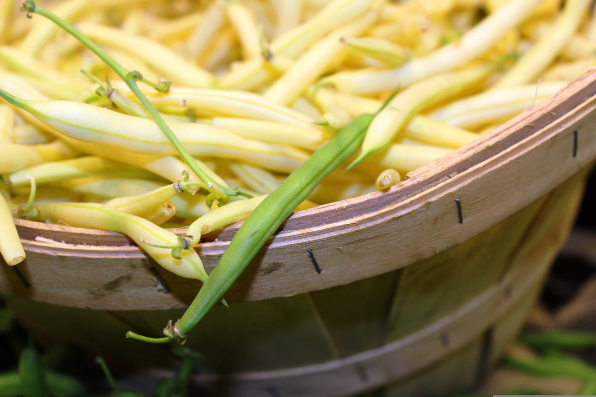 Goldrush Green Bean Seeds – Bright Yellow Wax Bean Phaseolus Vulgaris Vegetable – photo 2