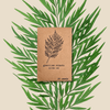 Silver Oak Seeds (Grevillea robusta)