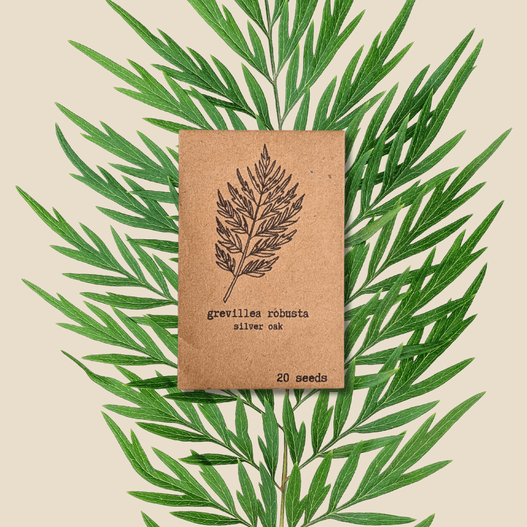 Silver Oak Seeds (Grevillea robusta)