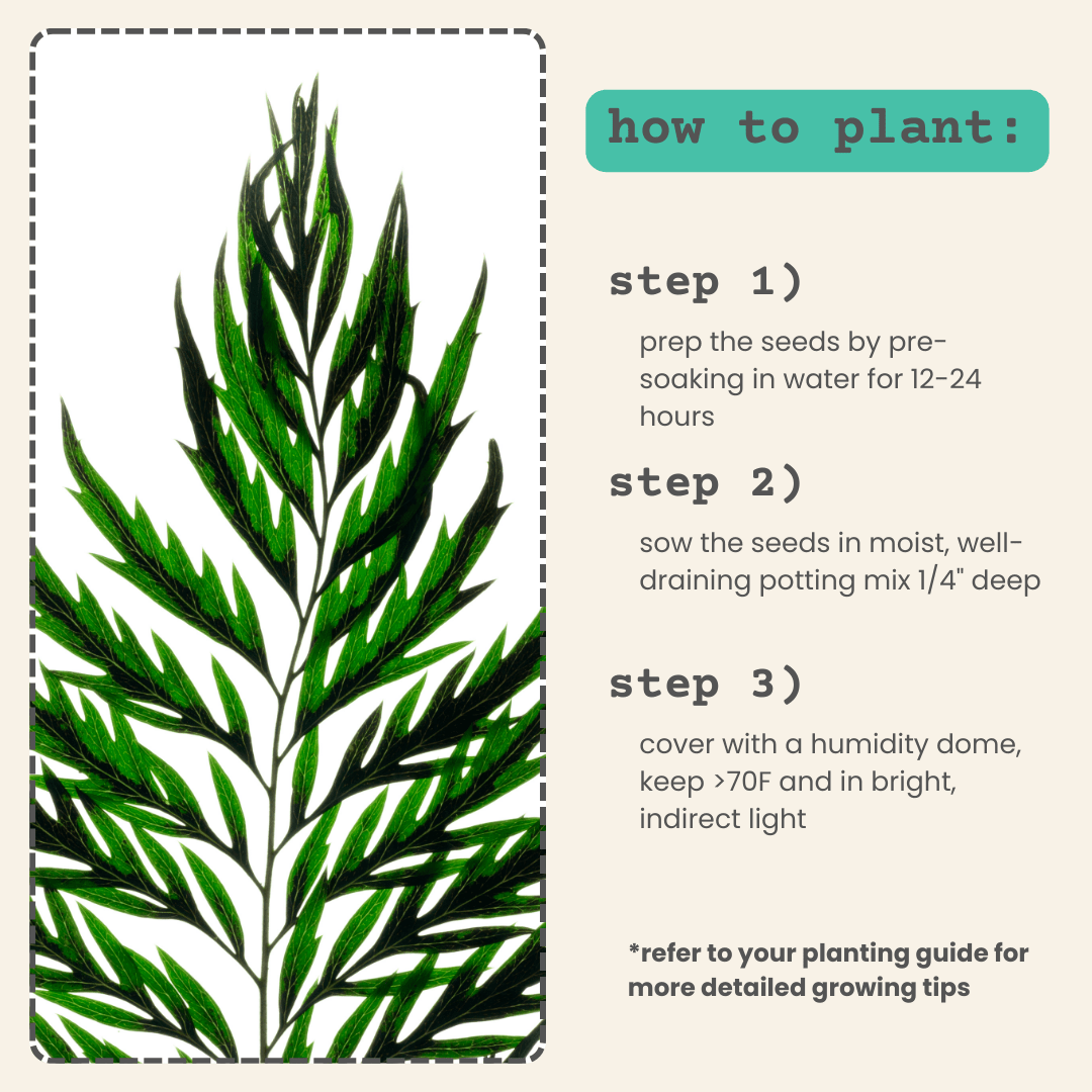 Grevillea Robusta 'Silver Oak' Seeds – photo 5