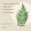 Grevillea Robusta 'Silver Oak' Seeds – photo 4
