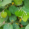 Sherbert Berry (Grewia asiatica)