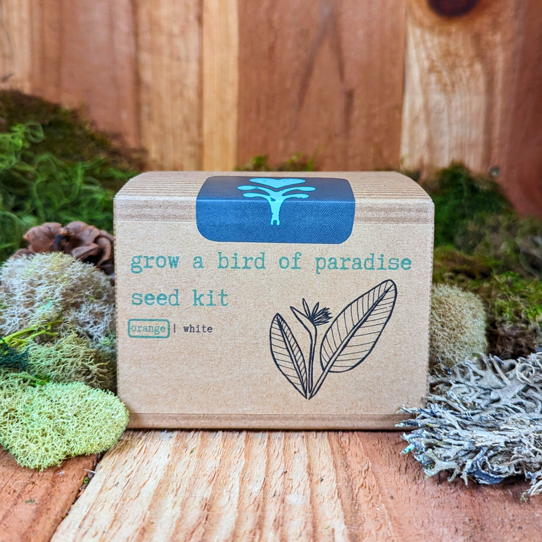Grow a Bird of Paradise Plant Seed Kit – photo 7