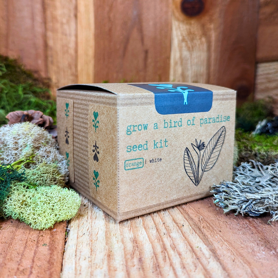Grow a Bird of Paradise Plant Seed Kit – photo 8