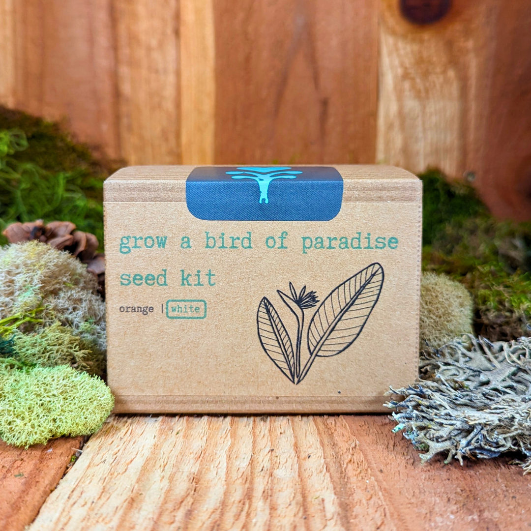 Grow a Bird of Paradise Plant Seed Kit – photo 3