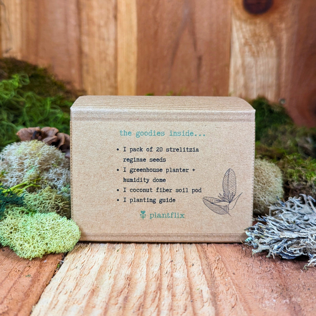 Grow a Bird of Paradise Plant Seed Kit – photo 9