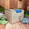 Grow a Bird of Paradise Plant Seed Kit – photo 4