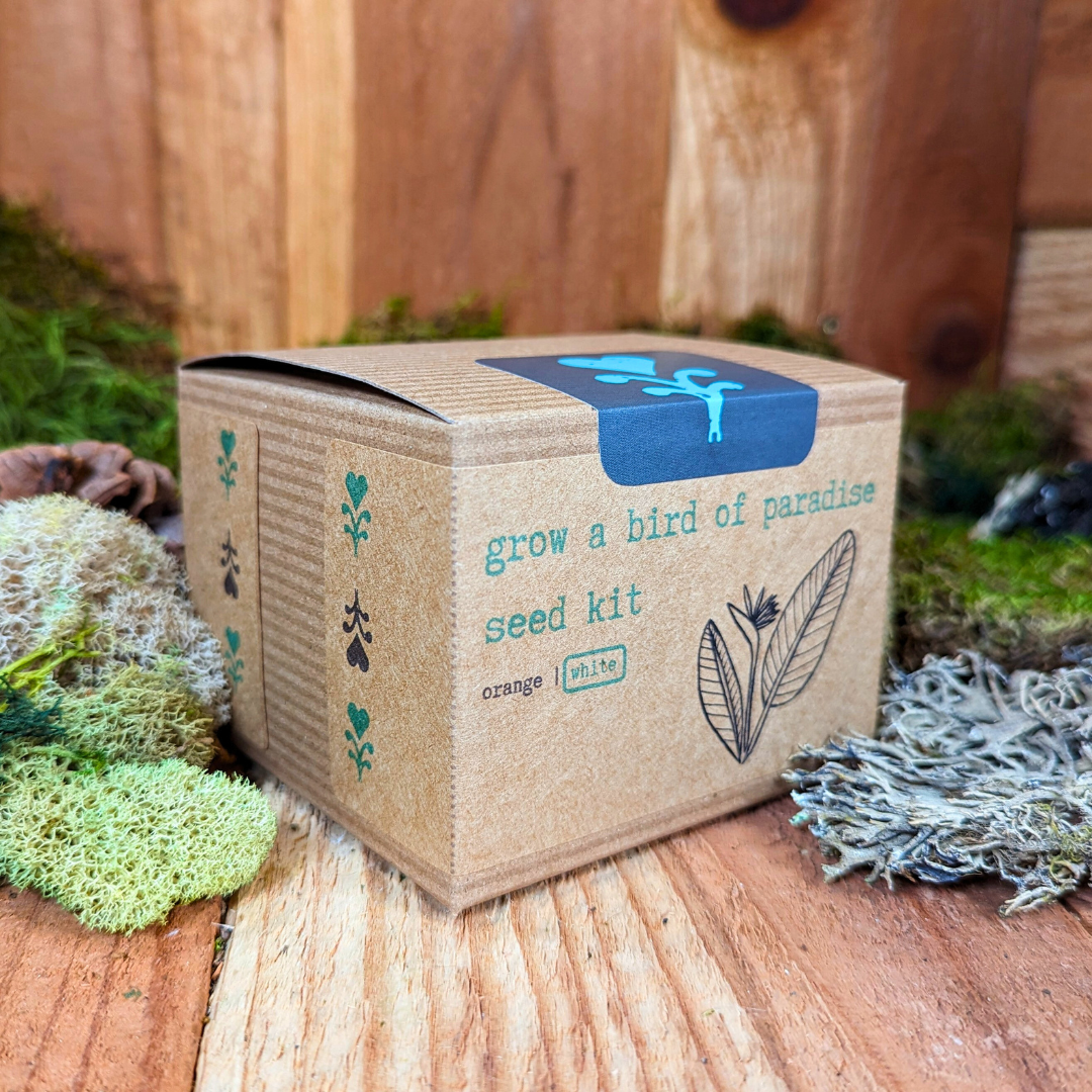 Grow a Bird of Paradise Plant Seed Kit – photo 4