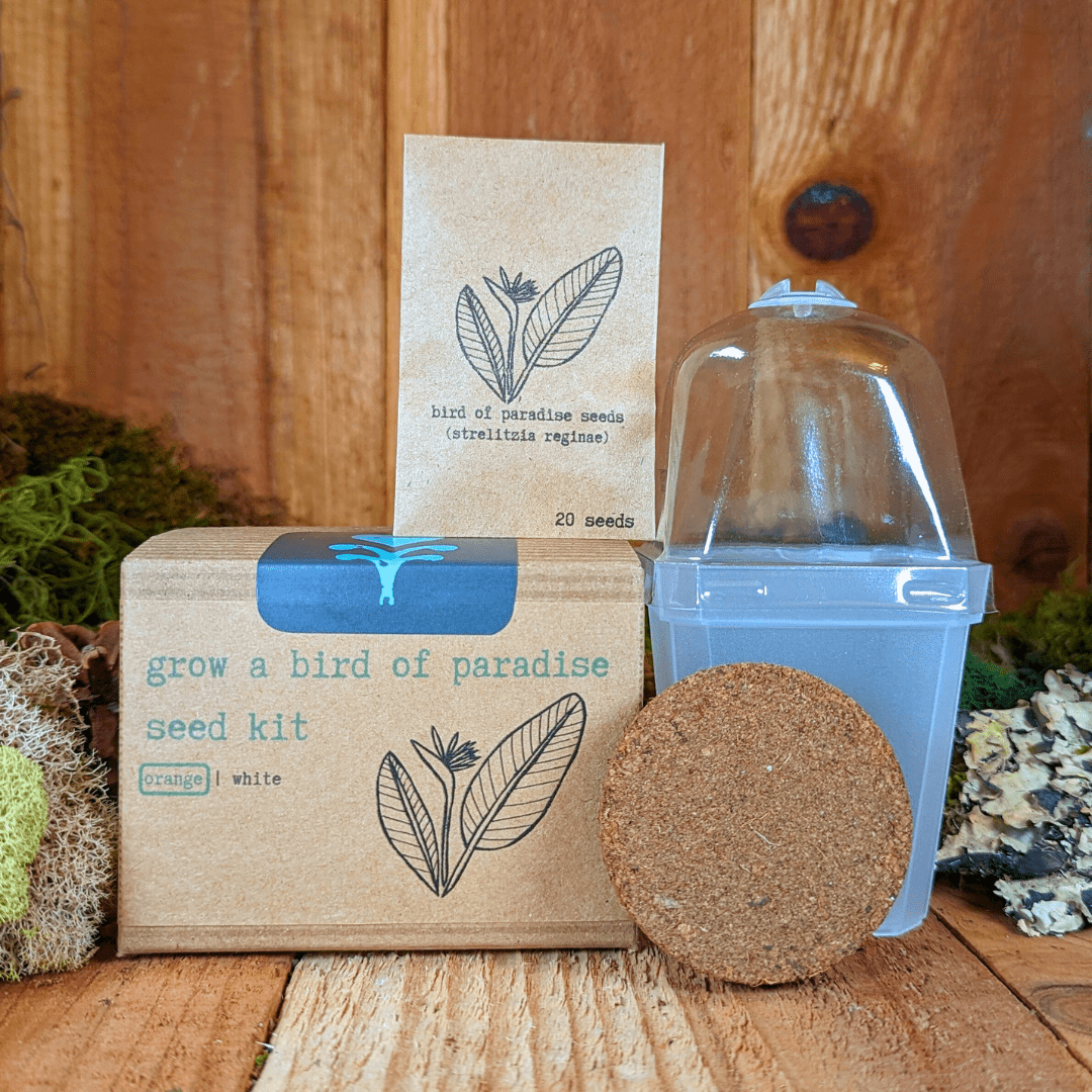 Grow a Bird of Paradise Plant Seed Kit – photo 6