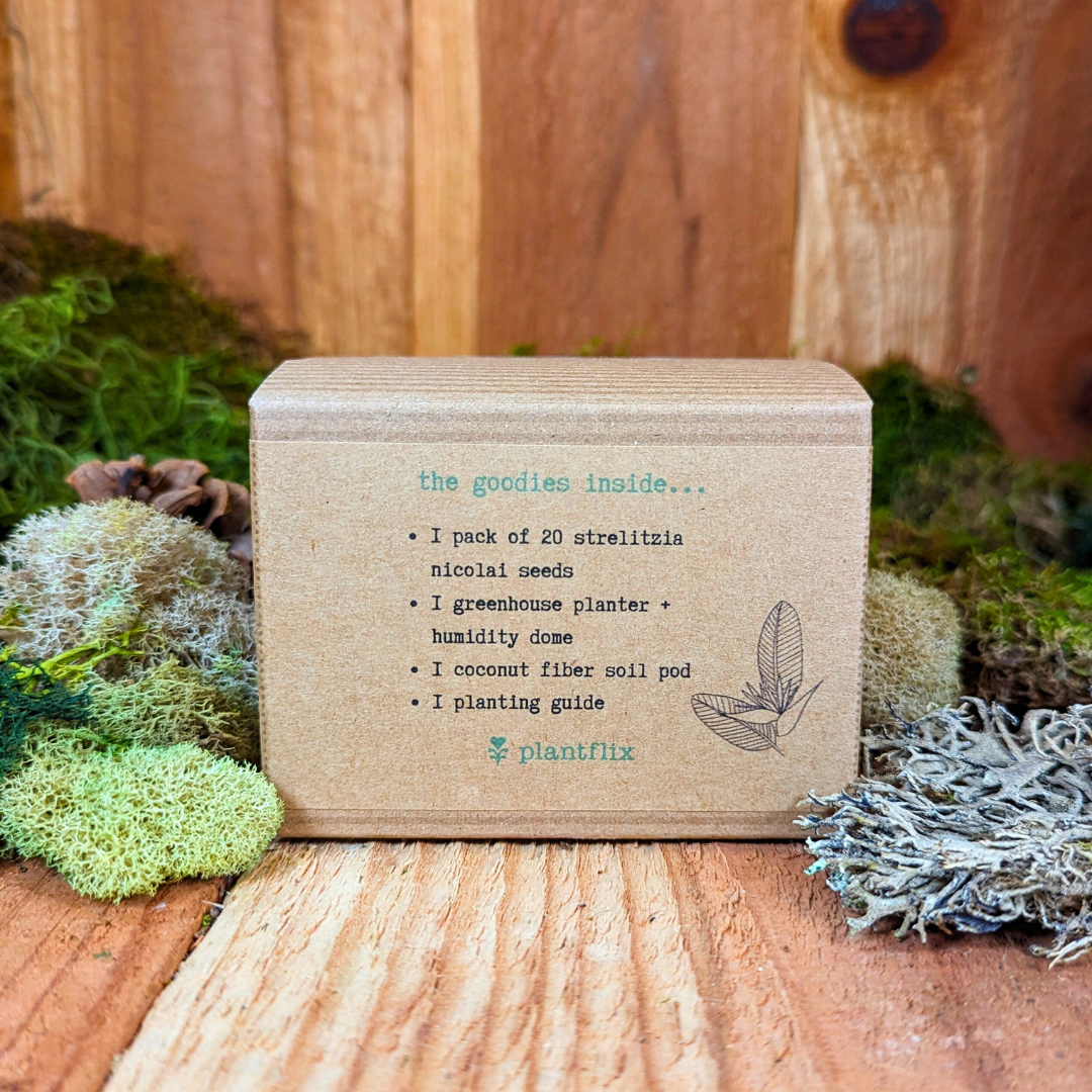 Grow a Bird of Paradise Plant Seed Kit – photo 5