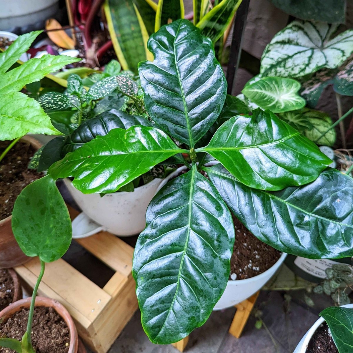 Grow a Coffee Plant Seed Kit – photo 9