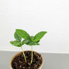 Grow a Coffee Plant Seed Kit – photo 10