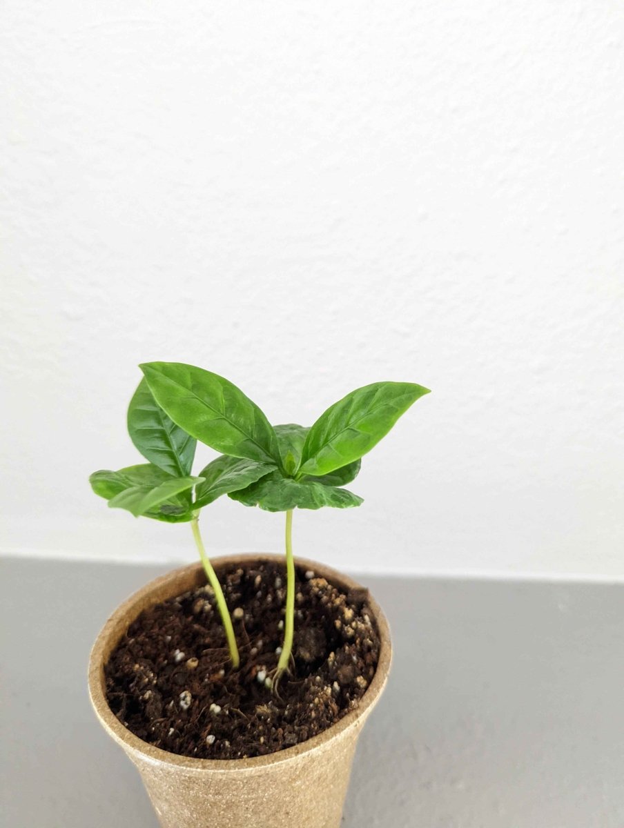 Grow a Coffee Plant Seed Kit – photo 10