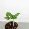 Grow a Coffee Plant Seed Kit