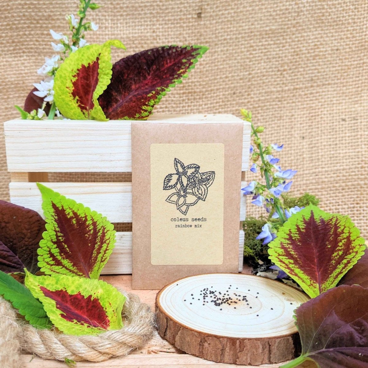 Grow a Coleus Seed Kit – photo 5
