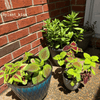 Grow a Coleus Seed Kit – photo 21