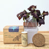 Grow a Coleus Seed Kit – photo 2