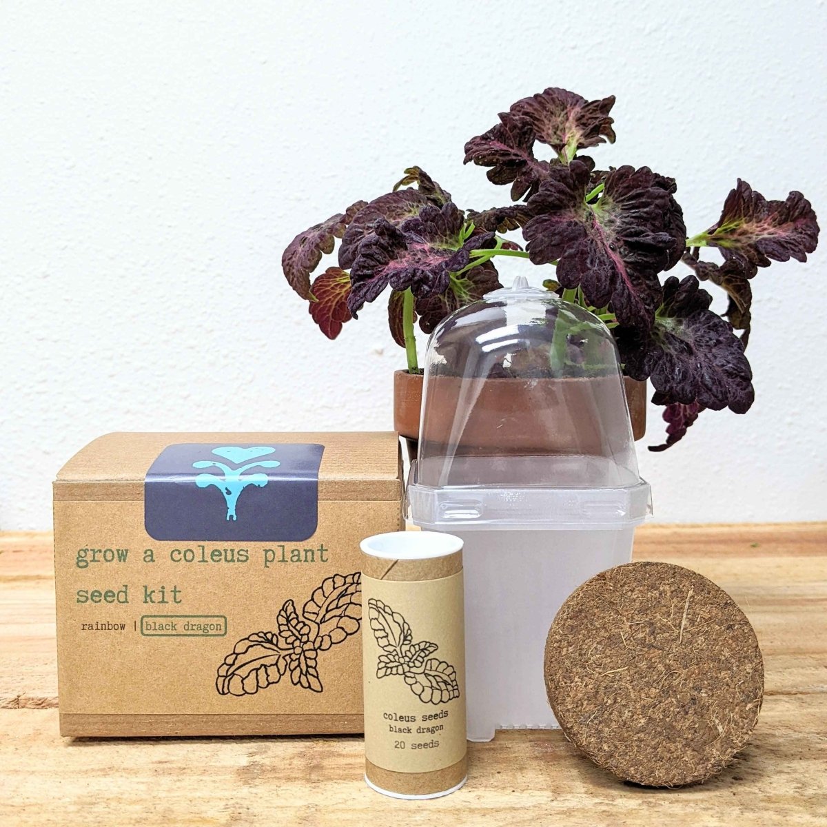 Grow a Coleus Seed Kit – photo 2