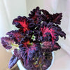 Grow a Coleus Seed Kit – photo 19