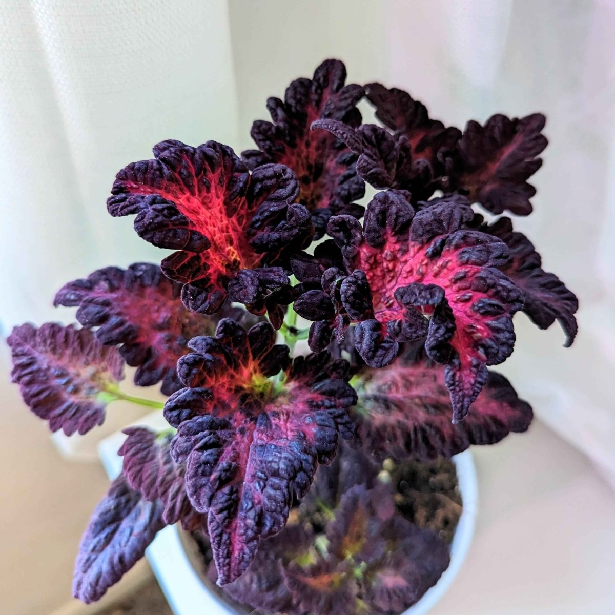 Grow a Coleus Seed Kit – photo 19