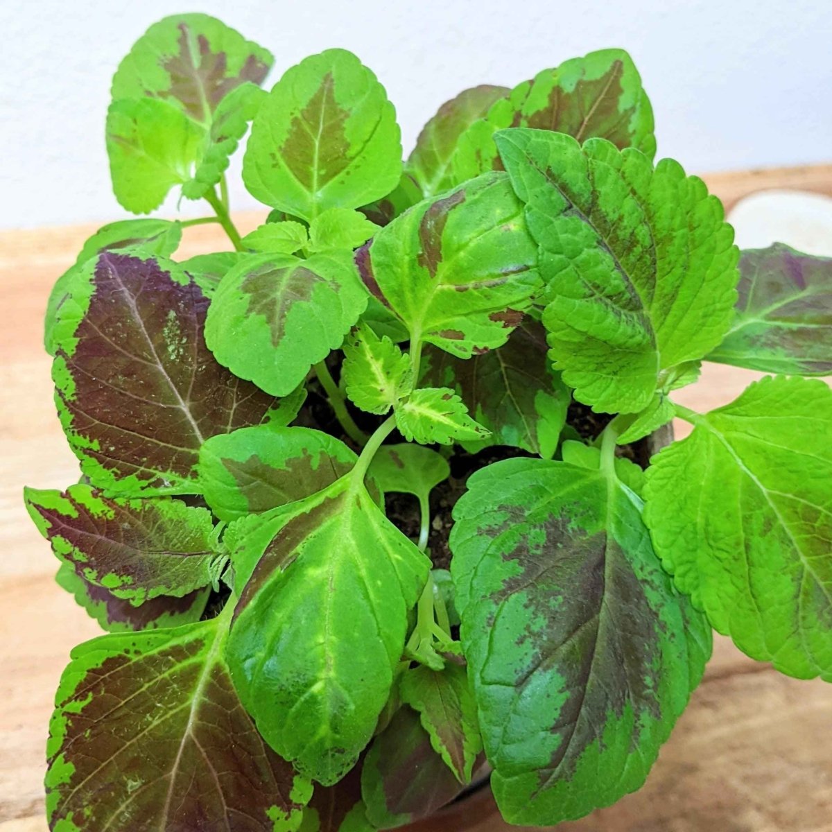 Grow a Coleus Seed Kit – photo 22