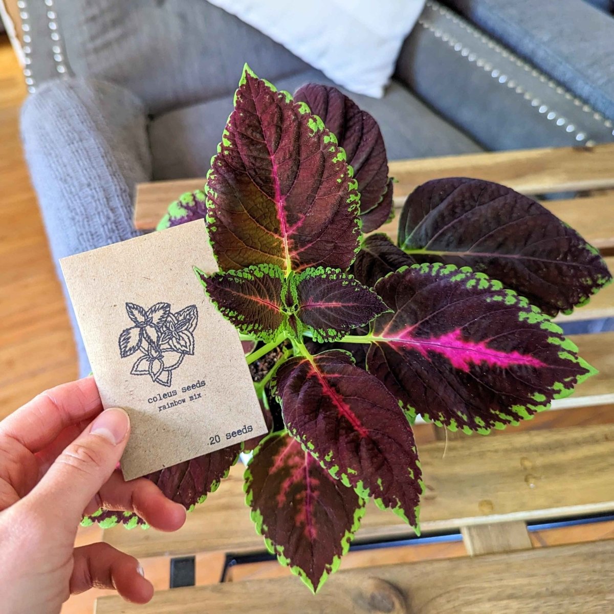 Grow a Coleus Seed Kit – photo 7