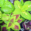 Grow a Coleus Seed Kit – photo 8