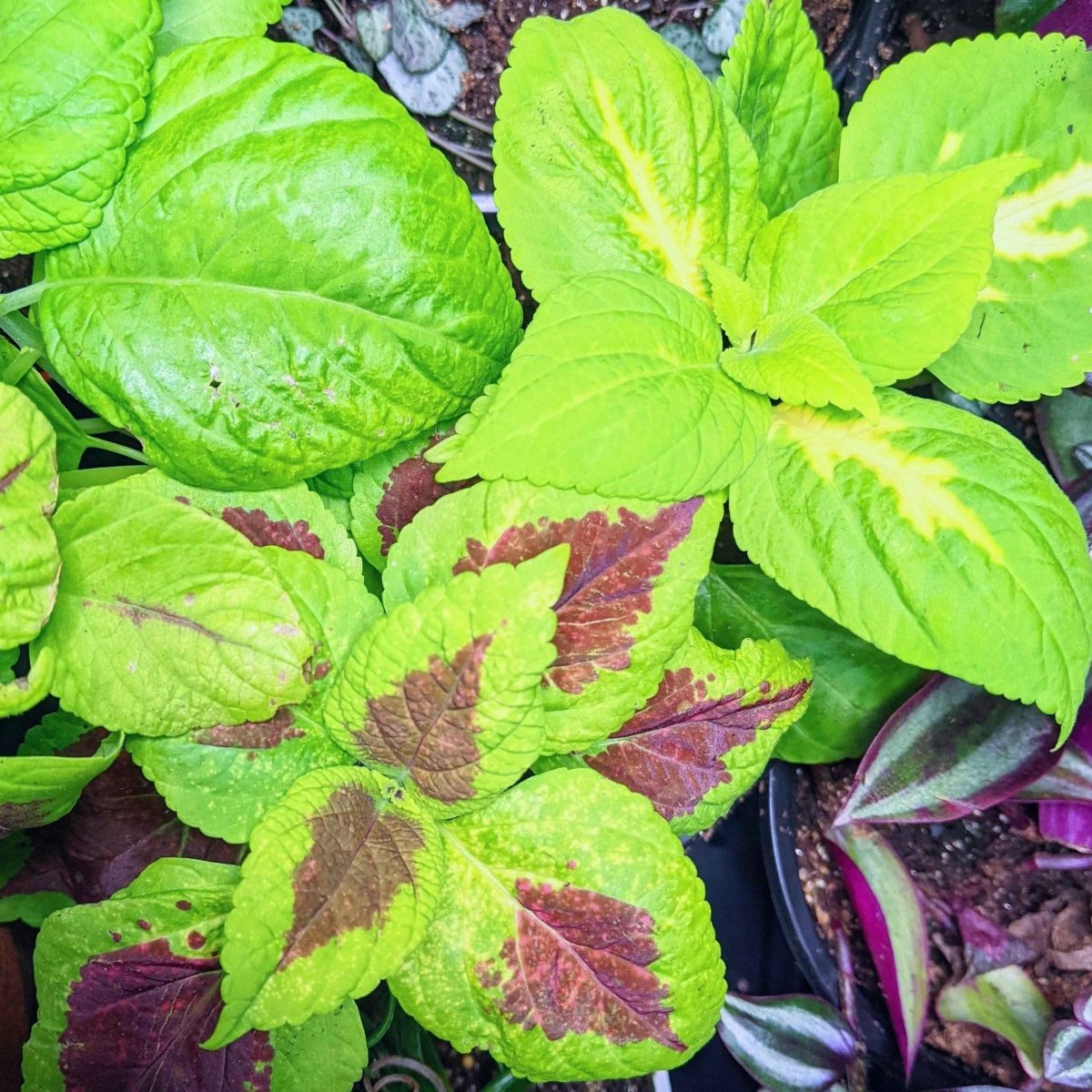 Grow a Coleus Seed Kit – photo 8