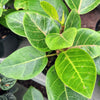 Grow a Ficus Altissima Seed Kit – photo 5
