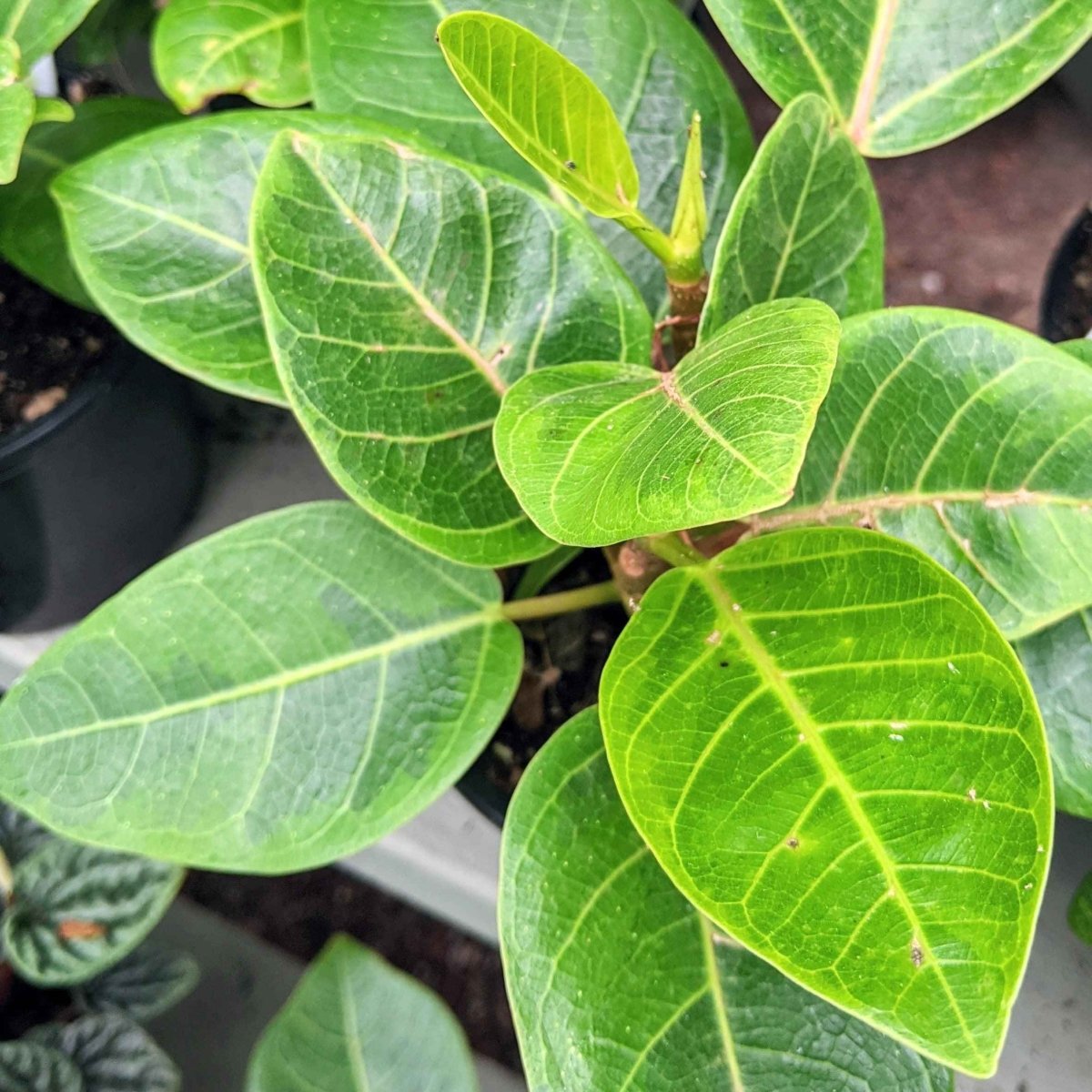 Grow a Ficus Altissima Seed Kit – photo 5