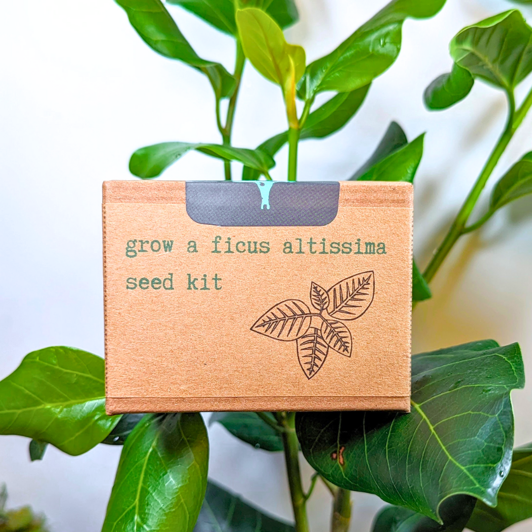 Grow a Ficus Altissima Seed Kit – photo 2