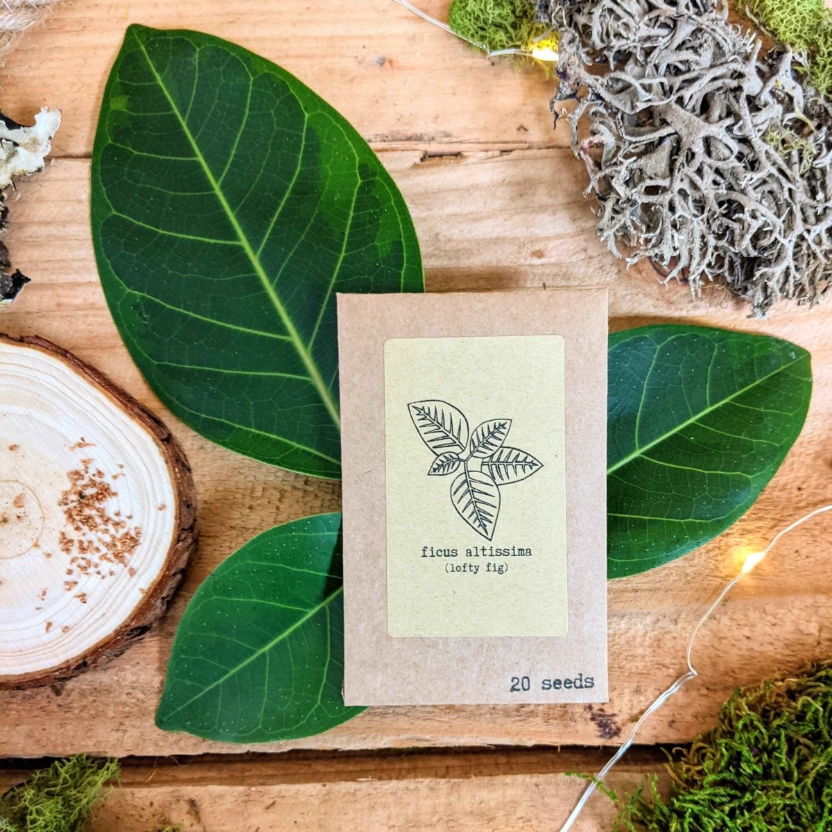 Grow a Ficus Altissima Seed Kit – photo 4