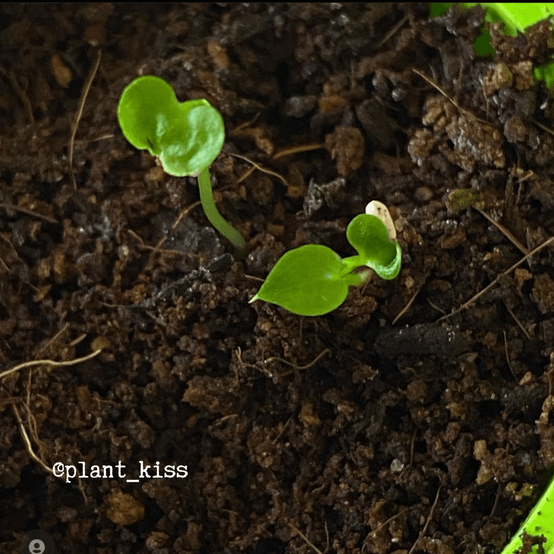 Grow a Philodendron Seed Kit – photo 6