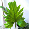 Grow a Philodendron Seed Kit – photo 8
