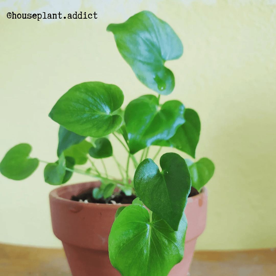 Grow a Philodendron Seed Kit – photo 7