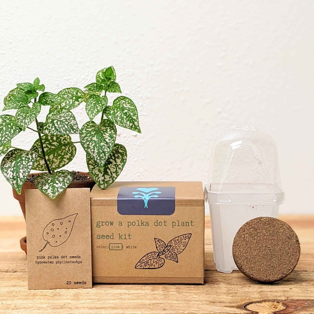 Grow a Polka Dot Seed Kit – photo 2